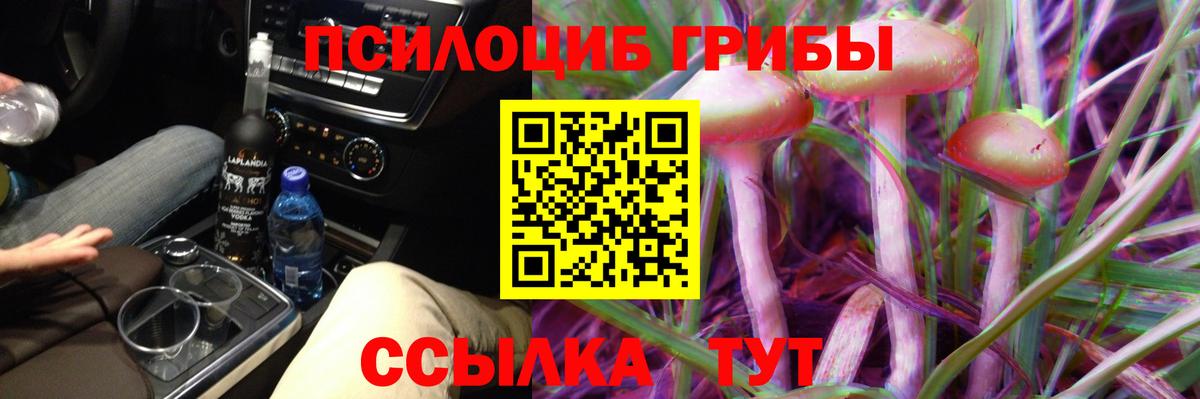 Псилоцибиновые грибы Psilocybe Бердск